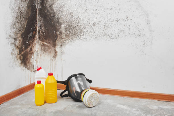 Best Attic Mold Removal  in Wind Gap, PA