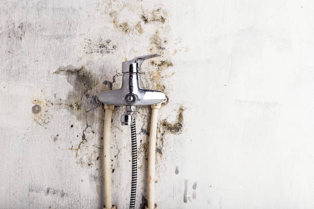 Best Best Mold Removal Companies  in Wind Gap, PA