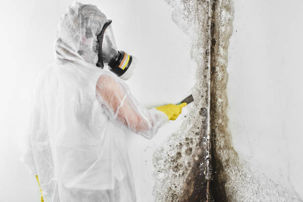 Best Mold Damage Repair  in Wind Gap, PA
