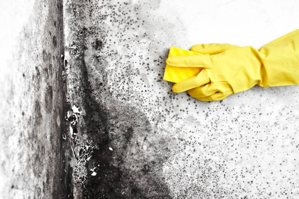 Best Residential Mold Removal  in Wind Gap, PA