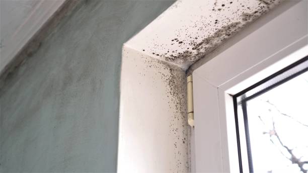 Best Commercial Mold Removal  in Wind Gap, PA