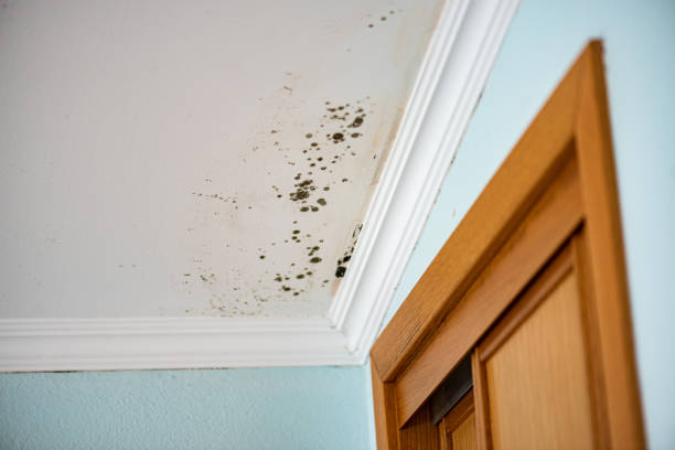 Best Black Mold Removal  in Wind Gap, PA