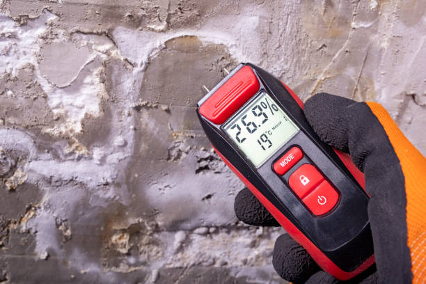 Best Black Mold Removal  in Wind Gap, PA