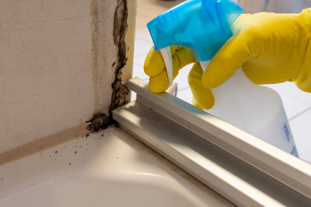 Attic Mold Removal in Wind Gap, PA