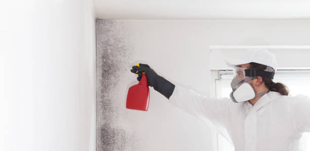 Best Mold Removal Company Near Me  in Wind Gap, PA