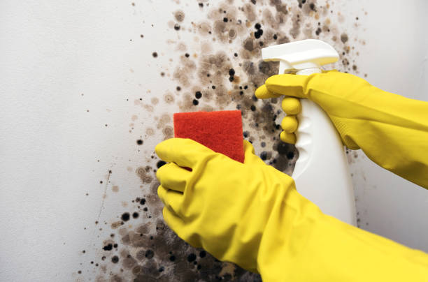 Certified Mold Removal in Wind Gap, PA