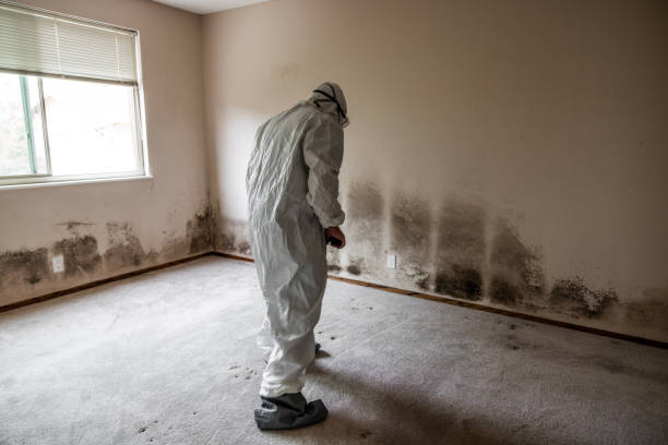 Best Local Mold Removal Service  in Wind Gap, PA