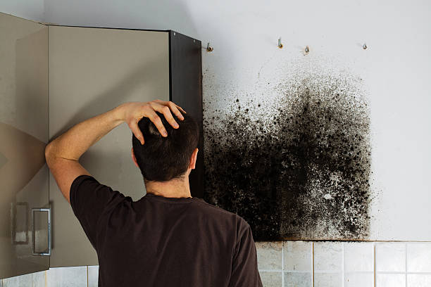 Best Emergency Mold Removal  in Wind Gap, PA