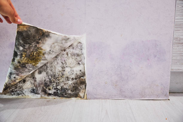 Best Mold Cleaning Services  in Wind Gap, PA